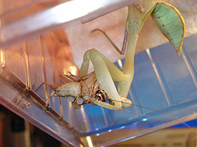 Hierodula membranacea, Indische Riesengottesanbeterin