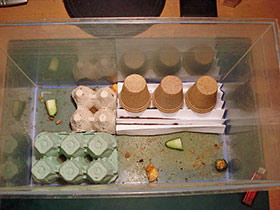 Hierodula membranacea, Indische Riesengottesanbeterin