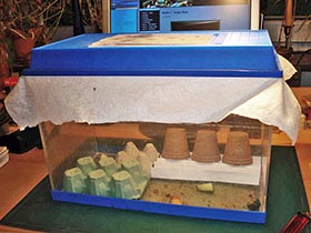 Hierodula membranacea, Indische Riesengottesanbeterin