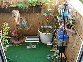 Hierodula membranacea, Indische Riesengottesanbeterin