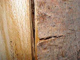 Hierodula membranacea, Indische Riesengottesanbeterin