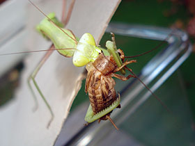 Hierodula membranacea, Indische Riesengottesanbeterin