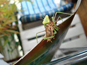 Hierodula membranacea, Indische Riesengottesanbeterin