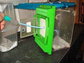 Hierodula membranacea, Indische Riesengottesanbeterin