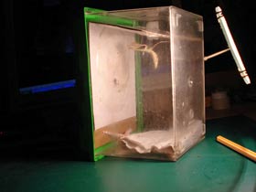 Hierodula membranacea, Indische Riesengottesanbeterin