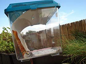 Hierodula membranacea, Indische Riesengottesanbeterin