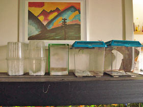 Hierodula membranacea, Indische Riesengottesanbeterin