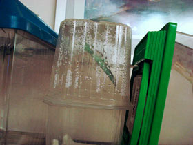 Hierodula membranacea, Indische Riesengottesanbeterin