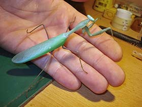 Hierodula membranacea, Indische Riesengottesanbeterin