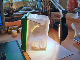 Hierodula membranacea, Indische Riesengottesanbeterin