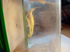 Hierodula membranacea, Indische Riesengottesanbeterin