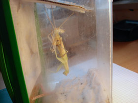 Hierodula membranacea, Indische Riesengottesanbeterin