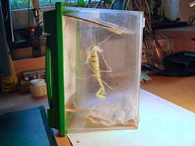 Hierodula membranacea, Indische Riesengottesanbeterin