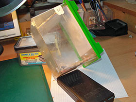 Hierodula membranacea, Indische Riesengottesanbeterin