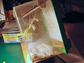 Hierodula membranacea, Indische Riesengottesanbeterin