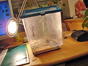 Hierodula membranacea, Indische Riesengottesanbeterin