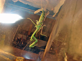 Hierodula membranacea, Indische Riesengottesanbeterin