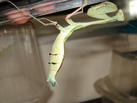 Hierodula membranacea, Indische Riesengottesanbeterin