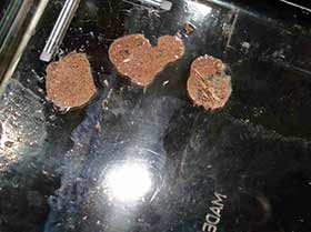 Hierodula membranacea, Indische Riesengottesanbeterin