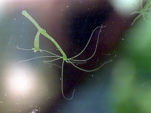 Grüne Süßwasserhydra, Hydra viridissima