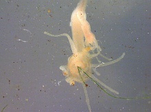 Hydra vulgaris.