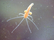 Hydra vulgaris: Weibliche Keimdrüsen.