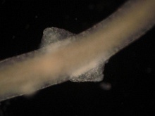 Hydra vulgaris. Süßwasserpolyp.