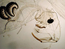 Weiße Mückenlarve, Chaoborus crystallinus: Kopf im Dunkelfeld.