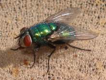 Goldfliege, Lucilia sericata.
