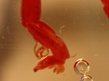 Rote Mückenlarve, Chironomus plumosus: Blutkiemen.