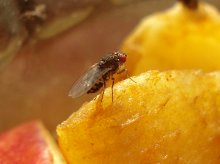 Fruchtfliege, Drosophila sp.