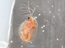 Wasserfloh. Daphnia magna.