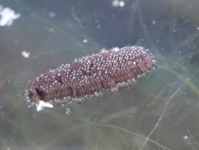 Culex pipiens, Stechmücke. Eischiffchen.