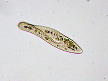 Pantoffeltierchen, Paramecium