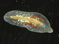 Mesostoma ehrenbergi, Glas-Strudelwurm