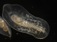 Mesostoma ehrenbergi, Glas-Strudelwurm.