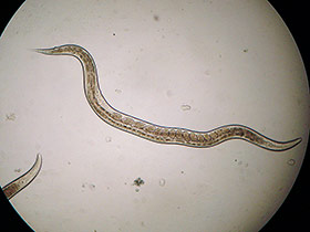 Mikrowürmchen - Panagrellus redivivus: Embryonen.