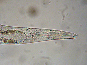 Mikrowürmchen - Panagrellus redivivus: Nahaufnahme des Kopfes