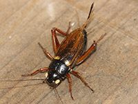 Mittelmeergrillen - Gryllus bimaculatus