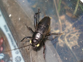 Mittelmeergrillen - Gryllus bimaculatus