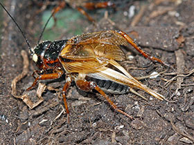 Mittelmeergrillen - Gryllus bimaculatus