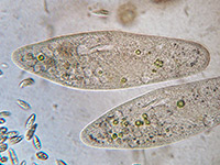 Pantoffeltierchen. Paramecium sp.