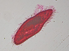 Pantoffeltierchen. Paramecium sp.