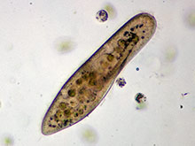 Pantoffeltierchen. Paramecium sp.