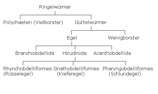 Egel, Systematik.