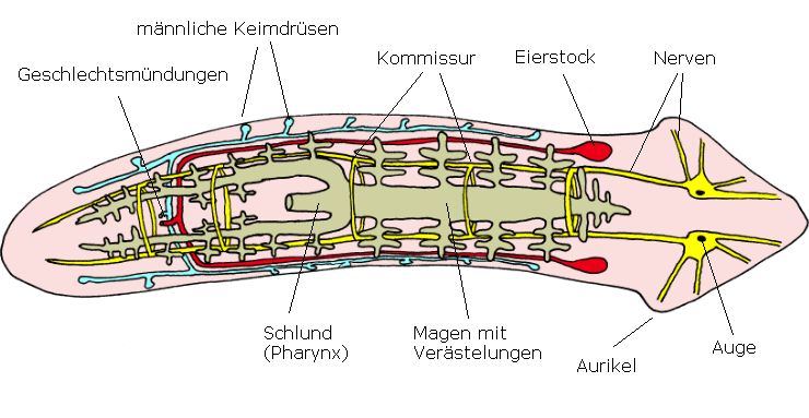 Planarien, Körperbau.