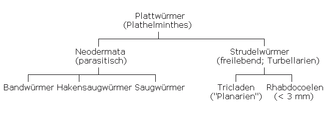 Planarien. Systematik.