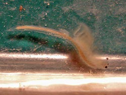 Artemia