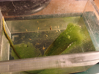 Platy.