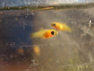 Platy Jungfisch